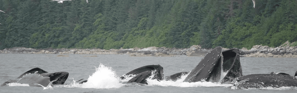 Why Alaska is a great place to become a travel agent who specializes in Hawaii Alaska work as a travel agent in Alaska and sell trips to Hawaii. 