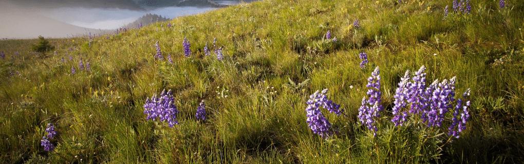 Why Montana is a great place to become a travel agent who specializes in Hawaii Montana work as a travel agent in Montana and sell trips to Hawaii. 