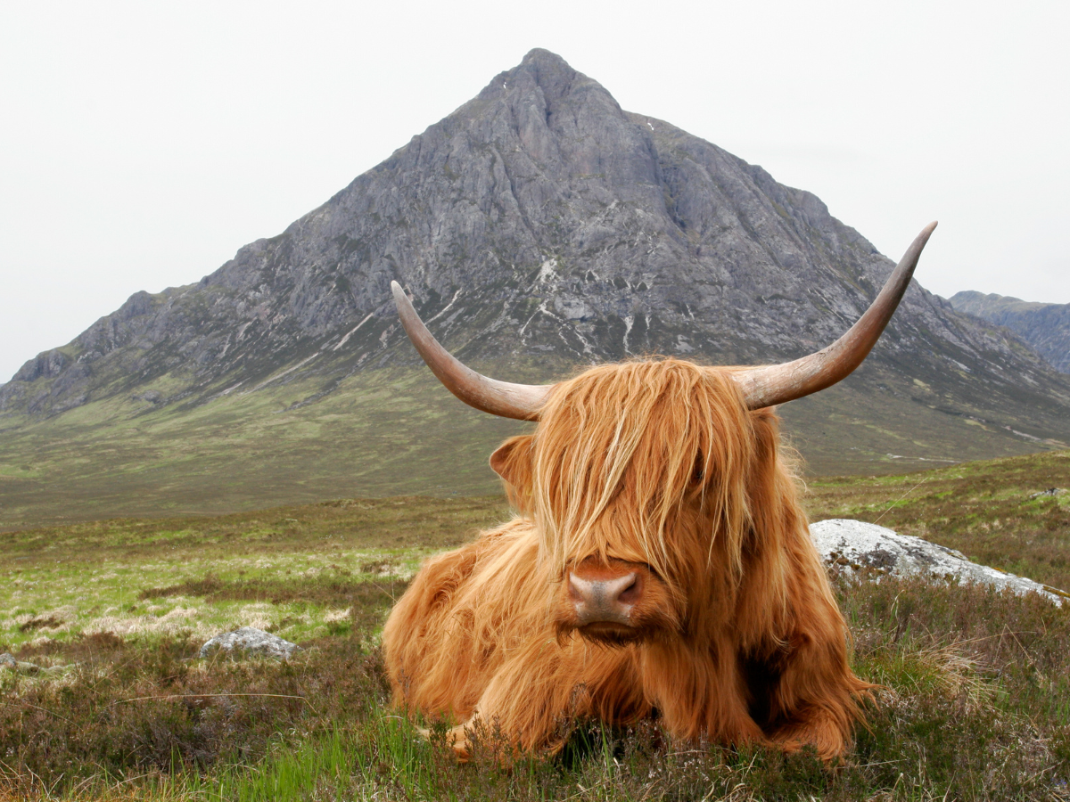 Say yes to Scotland!