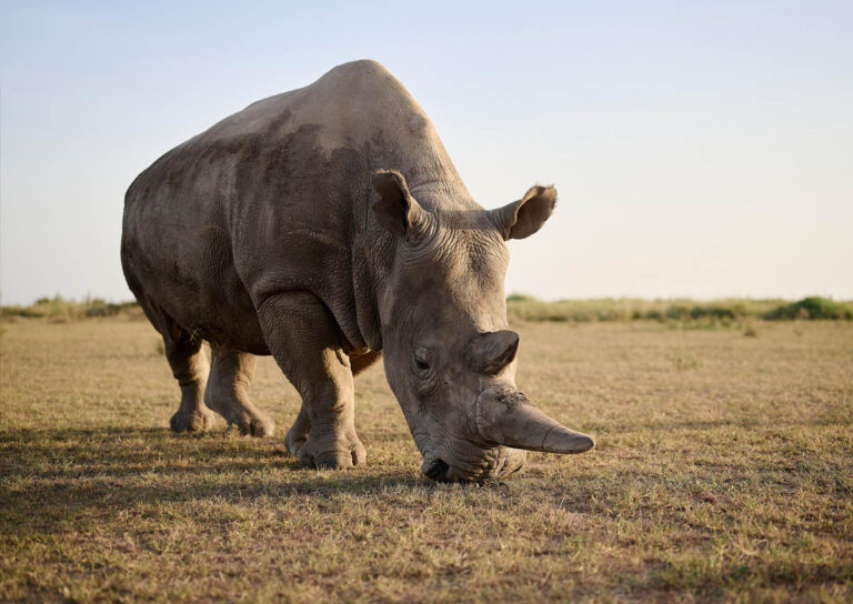 Navigating the Storm: The Travel Advisor`s Guide to Crisis Management and Industry Resilience