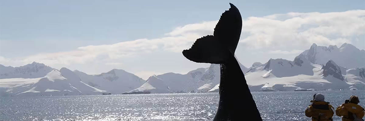 6. The Signature Travel Network Edge