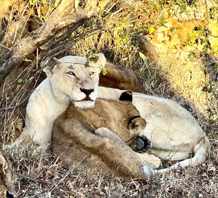 Why South Africa, Zanzibar & Kenya Changed Everything for Me
