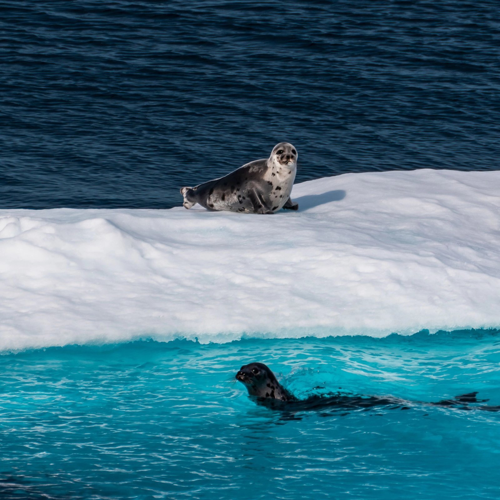 Dramatic sea ice and Arctic glaciers along the historic Northwest Passage with Abercrombie & Kent