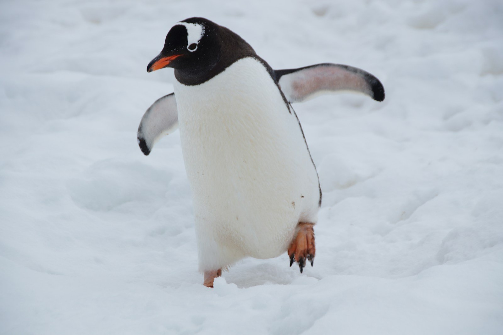 Zodiac expedition landing among gentoo penguins in Antarctica