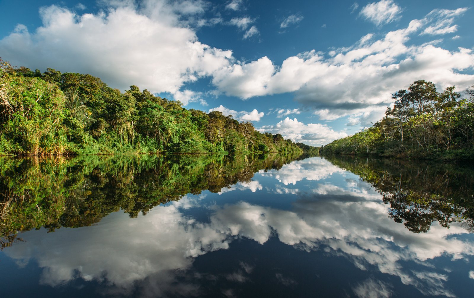 Pristine mirrored blackwater reflection of rainforest canopy in Pacaya Samiria Reserve, Peru