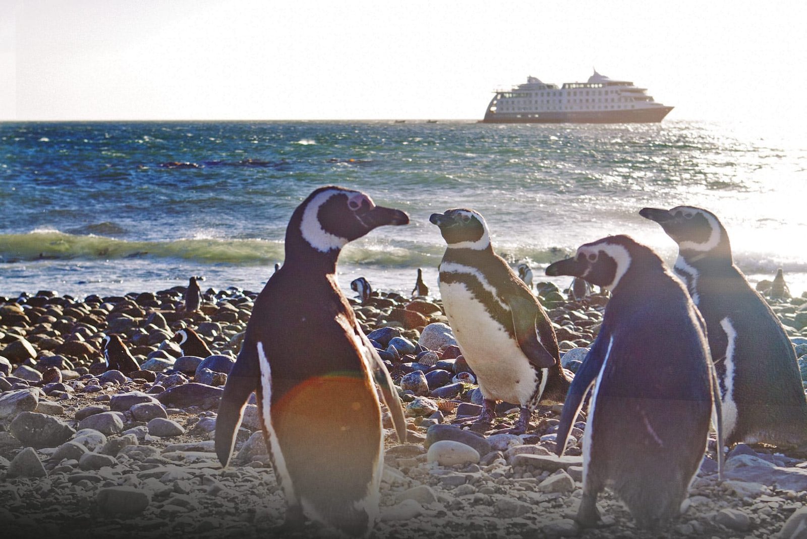 Vast colony of Magellanic penguins on Magdalena Island in the Strait of Magellan