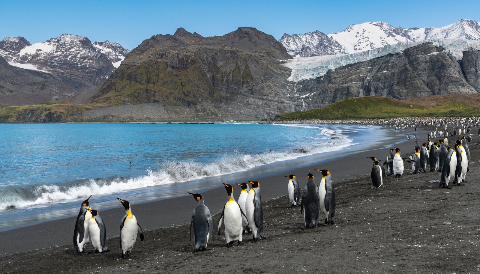 Vast king penguin colony on South Georgia island viewed on an HX expedition cruise