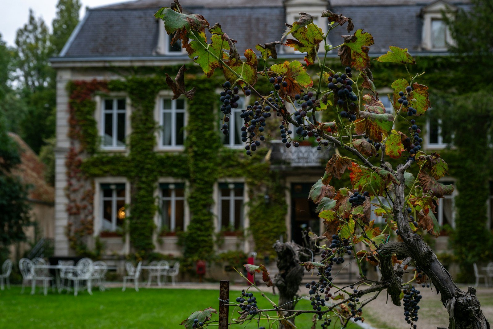 Historic vineyard building surrounded by ripe grapevines preparing for a farm-to-table lunch