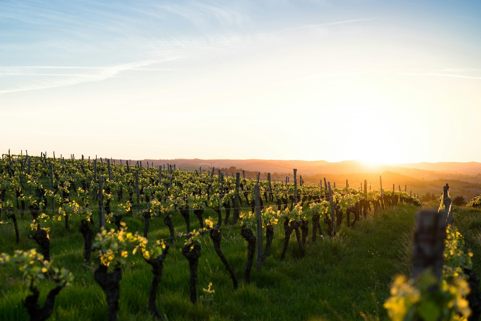 Golden sunlight illuminating terraced European vineyards during a Trafalgar Be My Guest exclusive wine tasting experience