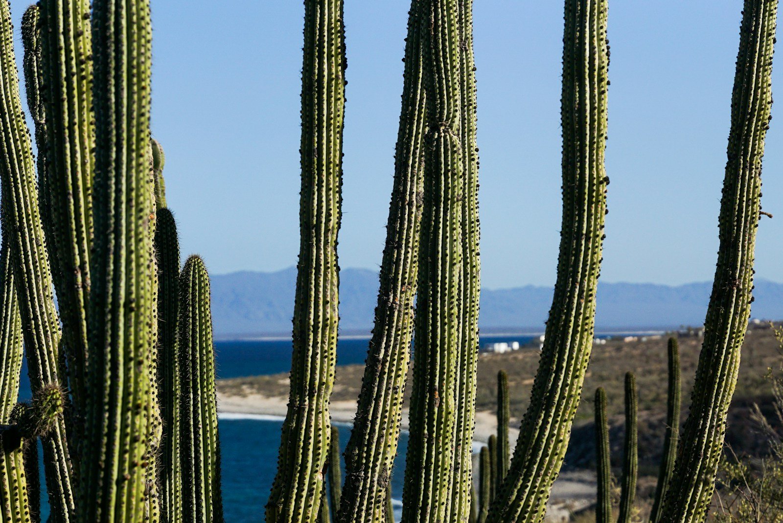 Towering desert cardon cacti overlooking turquoise waters along the Baja California coastline