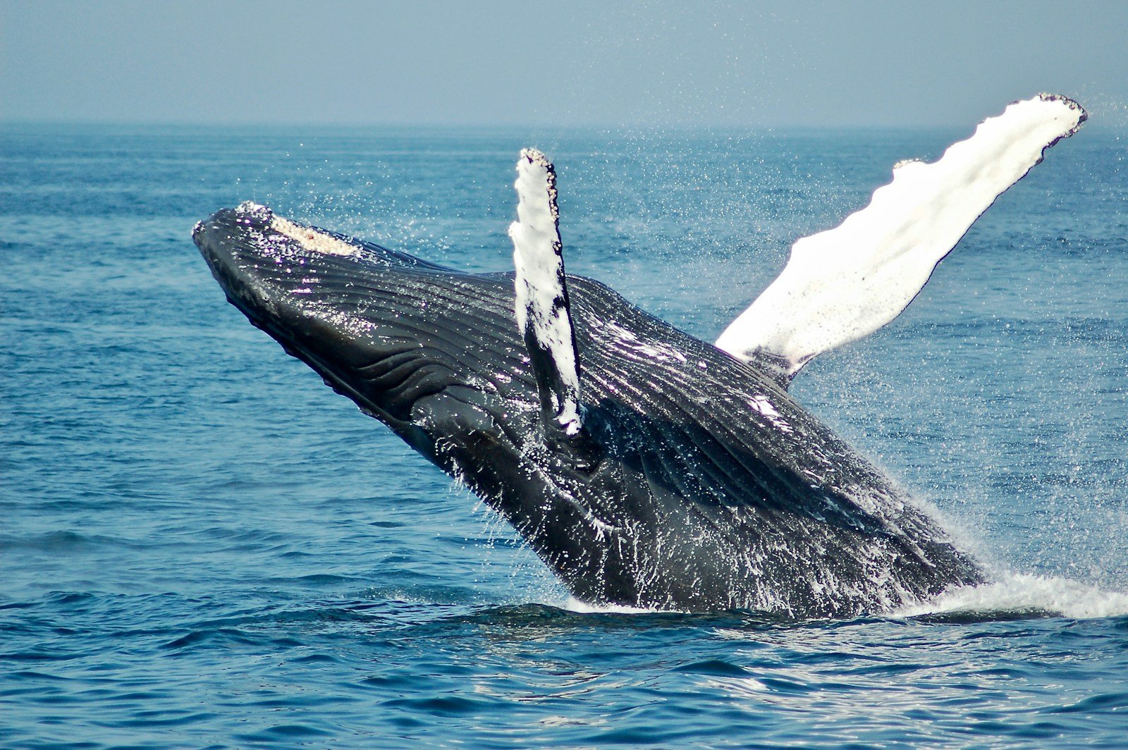 A massive humpback whale breaching out of the water in Alaska's Inside Passage
