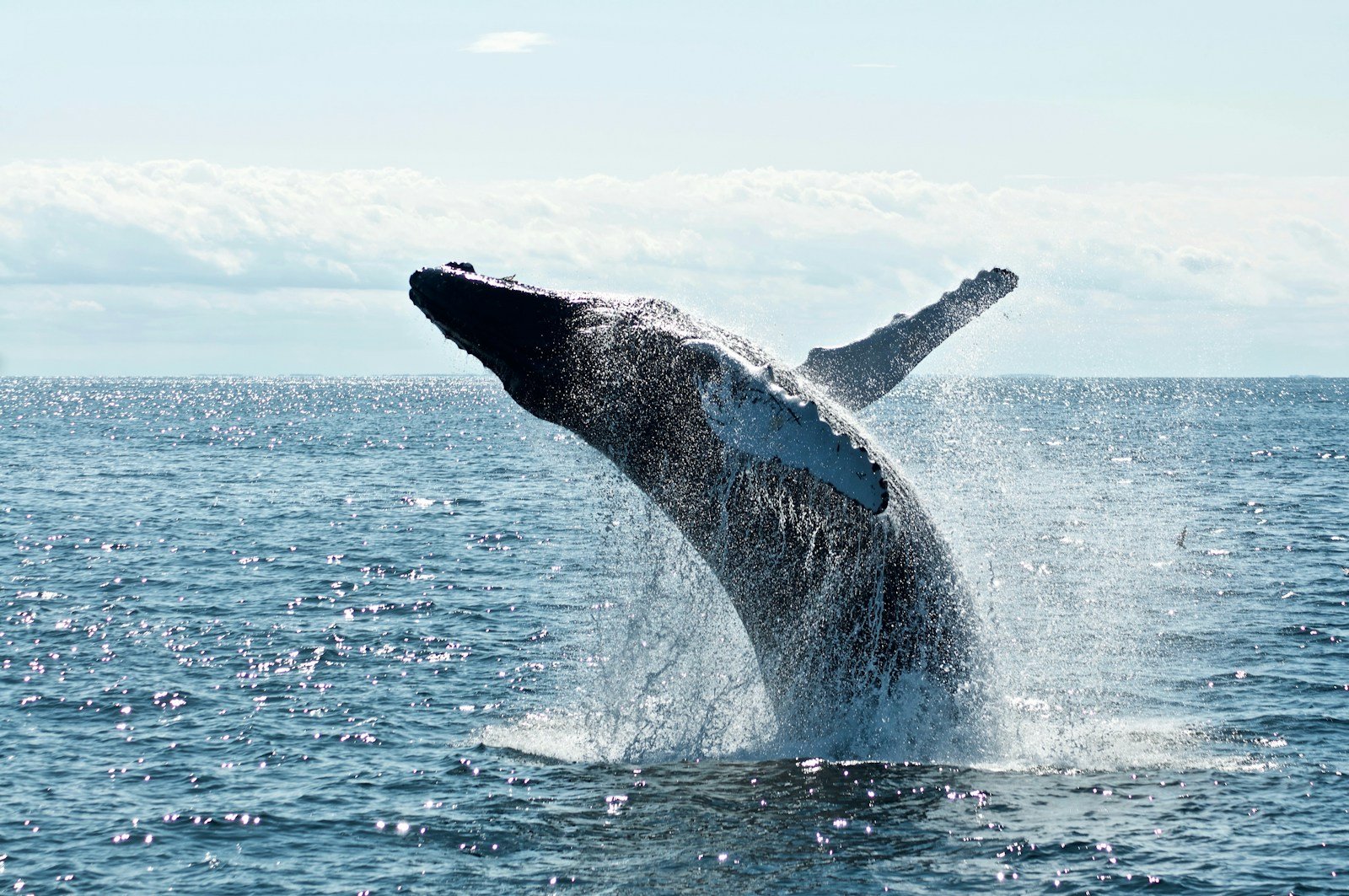 Close-up of a humpback whale tail fluke diving into deep ocean waters